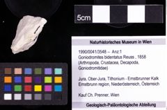 Foto (Objekt + Etiketten) von Goniodromites bidentatus (Reuss, 1858) 